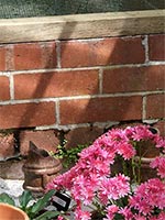 bricks-lewisia