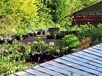cold-frame-plants