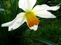 daffodil-glowing-in-sun