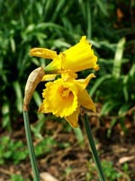 daffodils-past-their-best