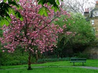 english-spring-blossom