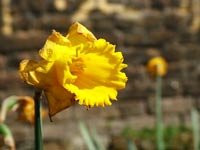 fading-spring-daffodils