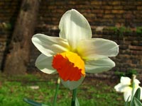 glowing-daffodil