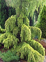 golden-conifer-cedar