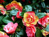 goodbye-camellia-blooms