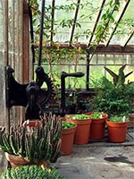 greenhouse-cactus