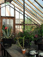 greenhouse-plant