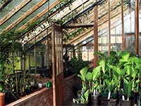 greenhouse-pots-canna