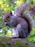 grey-squirrel-eating