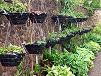 hanging-basket-fuschia