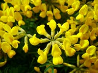 hippocrepis-balearica