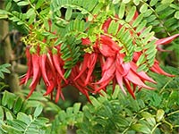kaka-beak