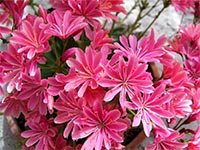 lewisia-sunset