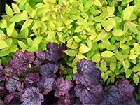 lime-foliage-heuchera
