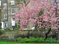 london-spring-blossom