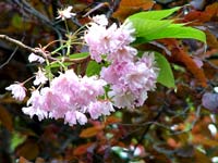 lone-spring-blossom-branch