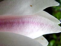 magnolia-flower