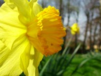 more-st-giles-daffodils