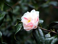 pale-pink-camelia-bloom