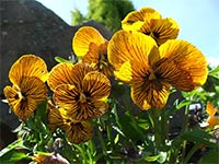 pansy-tiger