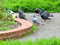 pigeons-roses