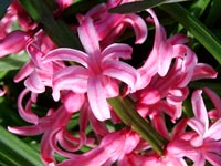 pink-hyacinth