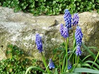 purple-muscari-flower-grave