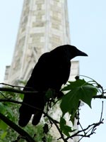 raven-church-steeple
