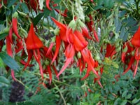 red-new-zealand-native