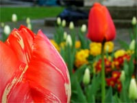 red-tulips-church-yard