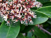 rich-green-foliage