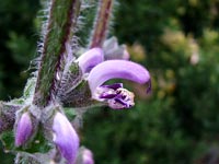 salvia-indica