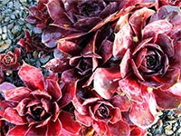sedum-red