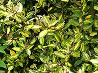 shrub-elegeanus