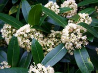 skimmia-x-confusa-chelsea-physic