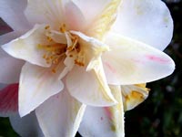 spikey-white-camelia-closeup
