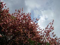 spring-blossom-dark-clouds