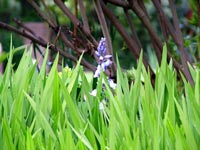 spring-growth