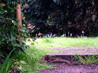 spring-sprouting-up