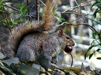 squirrel-eating-acorn