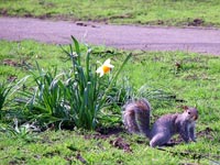 squirrels-daffodil-path