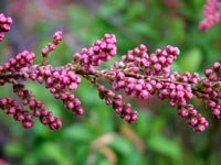 tamarisk