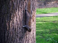 tree-hugging-squirrel