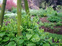 tripod-plant-trainer