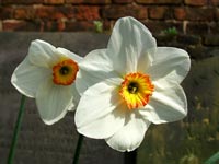 twin-daffodil-brick-wall