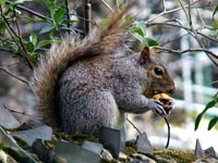 urban-squirrel
