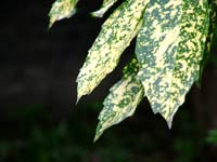 variegated-leaves-wind
