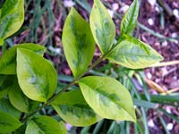 variegated-leaves
