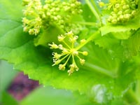 vibrant-euphorbias