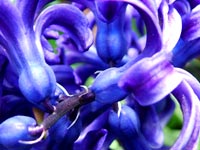 violet-hyacinth
